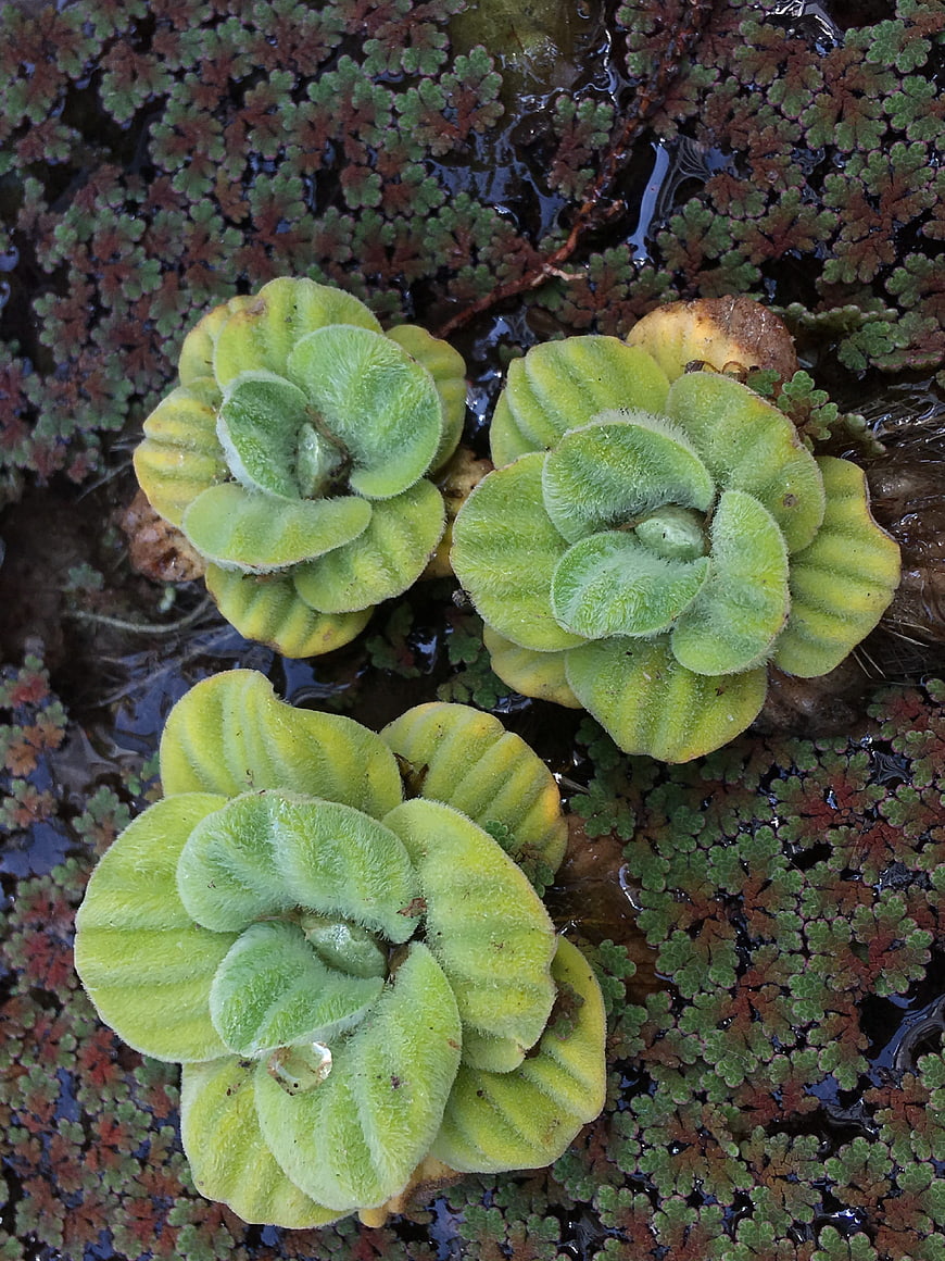 Close-up of Giant Water Lettuce Floating on Pond