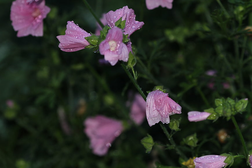 Pink Hollyhock Flowers with Raindrops on Green Background