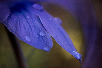 Macro Close-Up of Blue Anemone Petals with Dew Drops