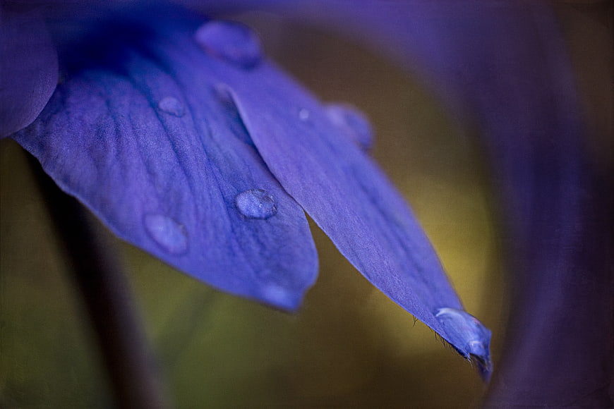 Macro Close-Up of Blue Anemone Petals with Dew Drops