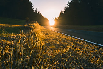 Golden Sunset on Rural Road with Tall Grass