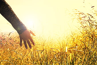 Hand Touching Tall Grass in Golden Sunset Meadow