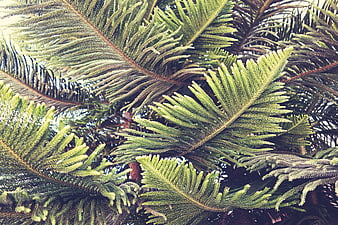 Close-up of vibrant green pine needles and branches