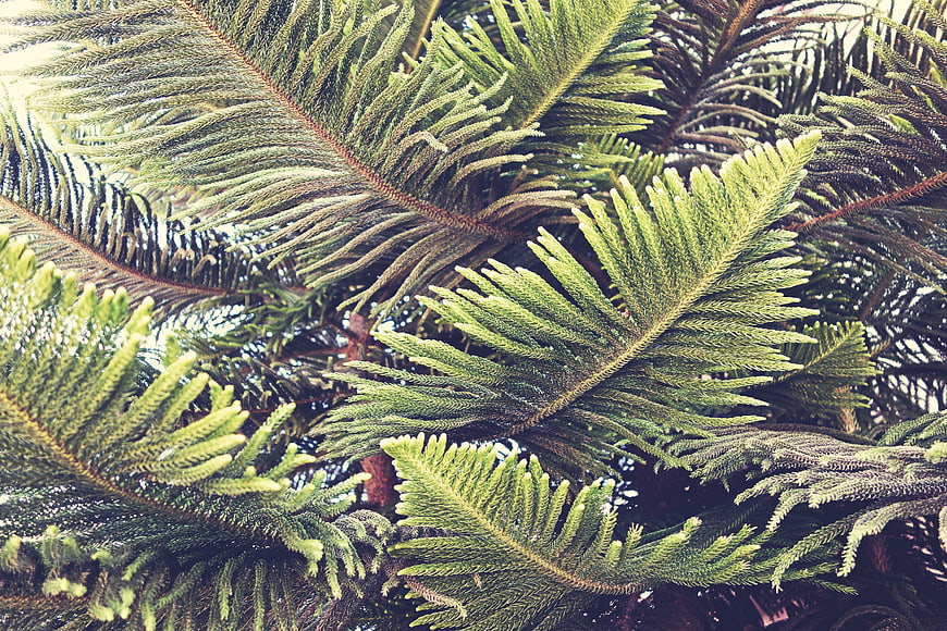Close-up of vibrant green pine needles and branches