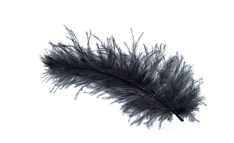 Black ostrich feather on white background