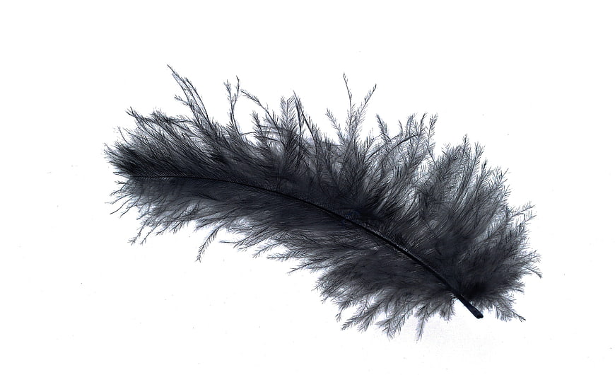 Black ostrich feather on white background