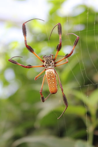 Close-up of Golden Orb Weaver Spider on Web