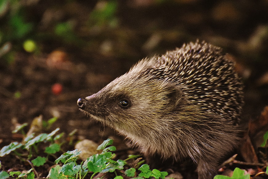 Close-up of a Hedgehog in Forest Undergrowth