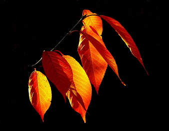 Backlit autumn leaves glowing orange and yellow on black background