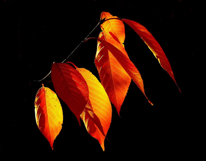 Backlit autumn leaves glowing orange and yellow on black background