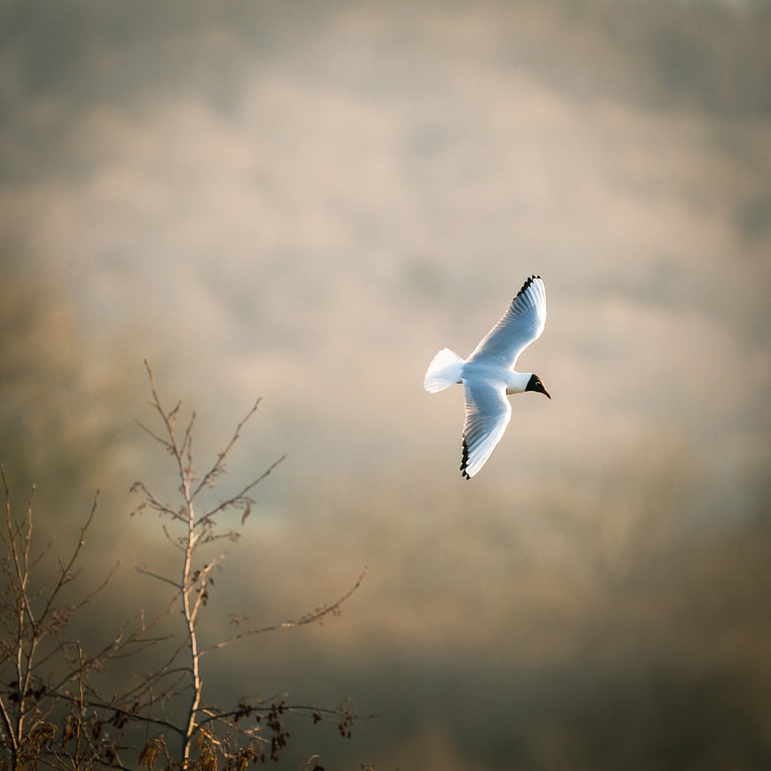 Bohemian Seagull Soaring in Flight Against Soft Background