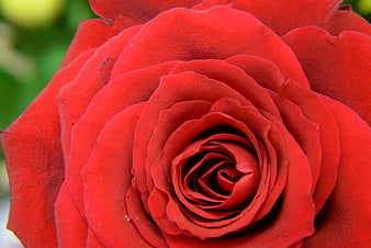 Close-up of a vibrant red rose with detailed petals