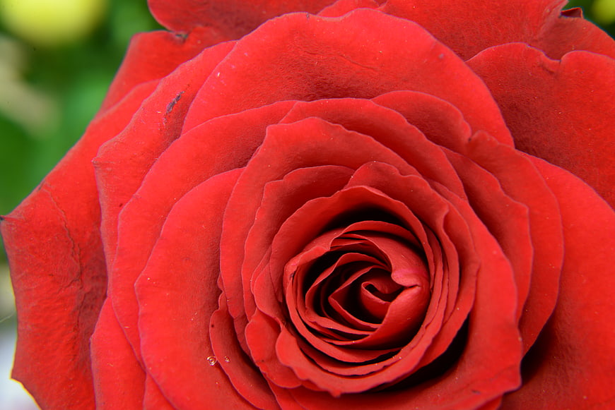 Close-up of a vibrant red rose with detailed petals