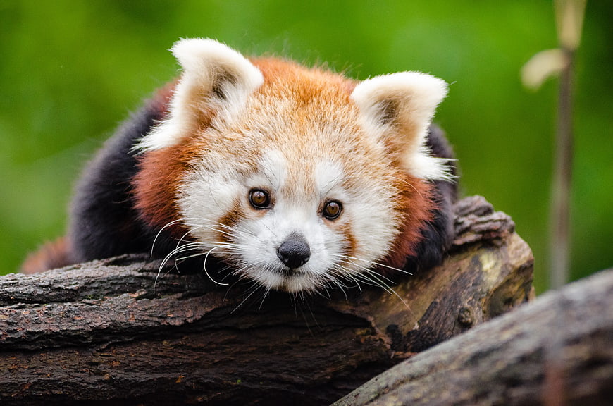 Cute Red Panda Resting on Tree Log