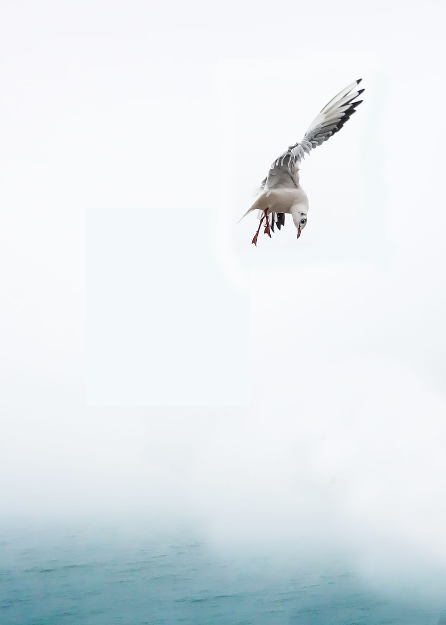 Seagull diving over ocean with large white copyspace
