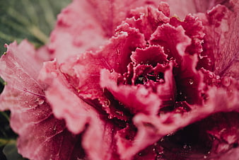 Close-up of vibrant red leaf lettuce with water droplets