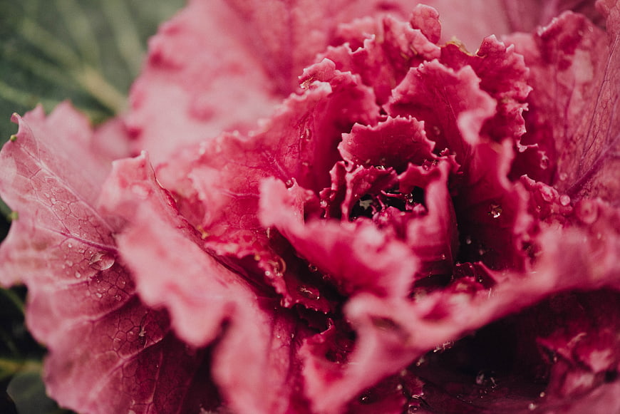 Close-up of vibrant red leaf lettuce with water droplets