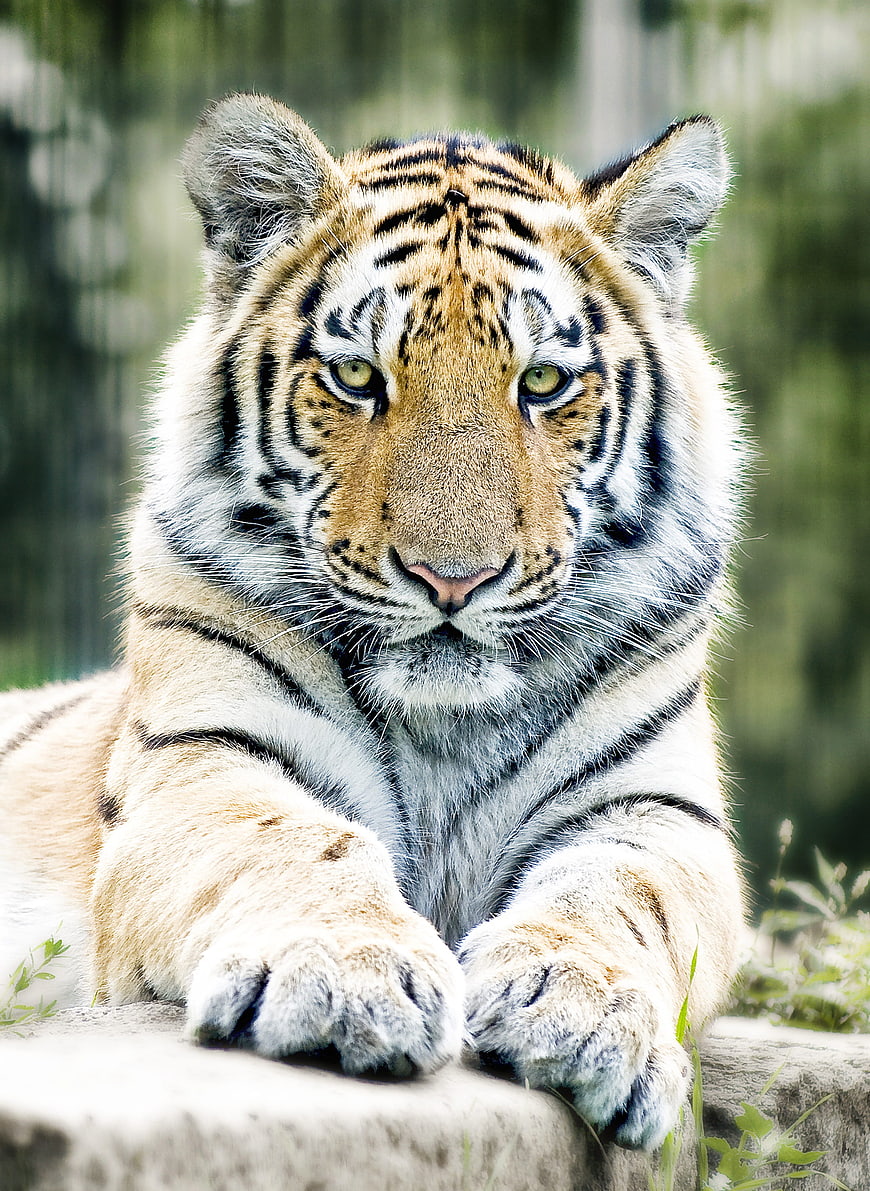 Portrait of a Siberian Tiger Resting on a Rock