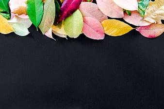 Colorful autumn leaves border on black background