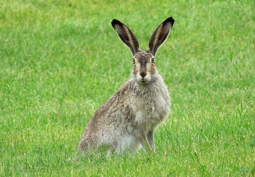 Brown Hare Sitting in Green Grass Field