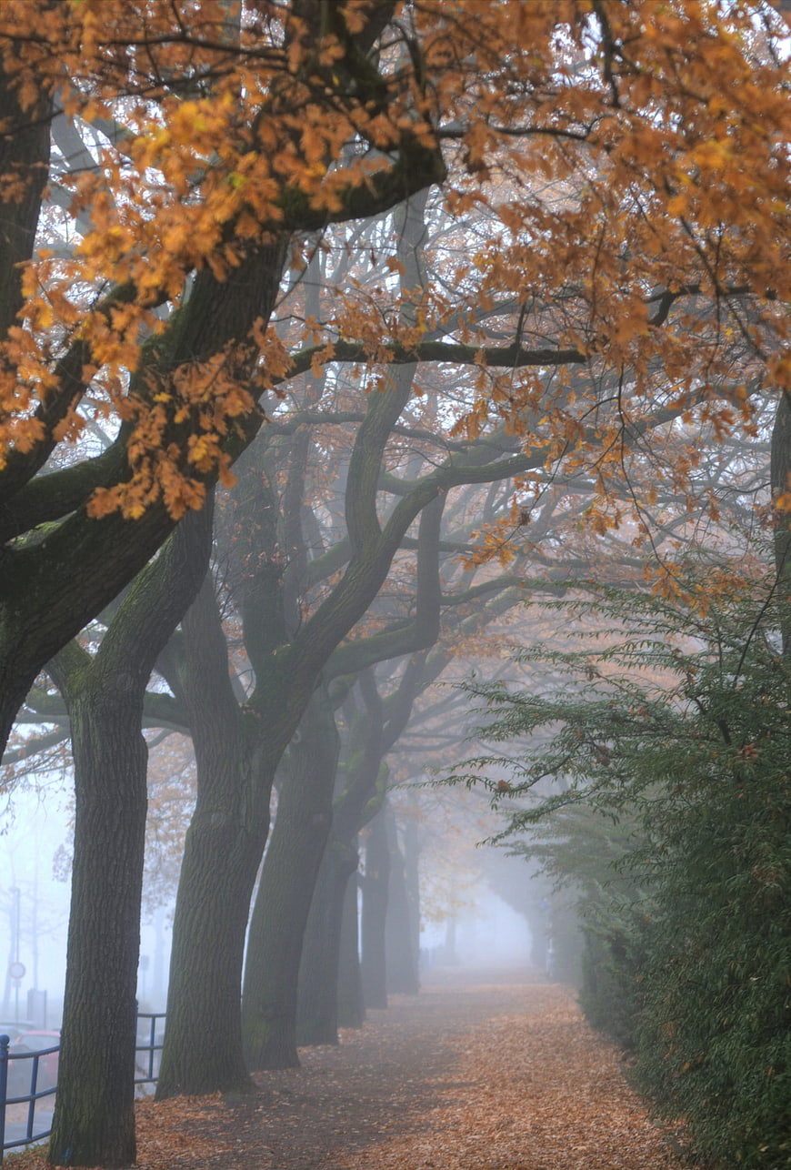 Foggy Autumn Avenue with Golden Trees and Fallen Leaves