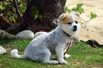 Cute Puppy Sitting on Grass with Red Leash