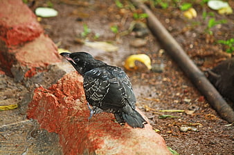 Black bird with white spots perched on red brick