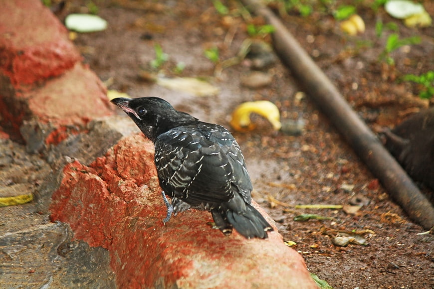 Black bird with white spots perched on red brick