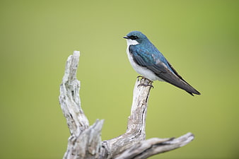 Tree Swallow perched on weathered branch with green background