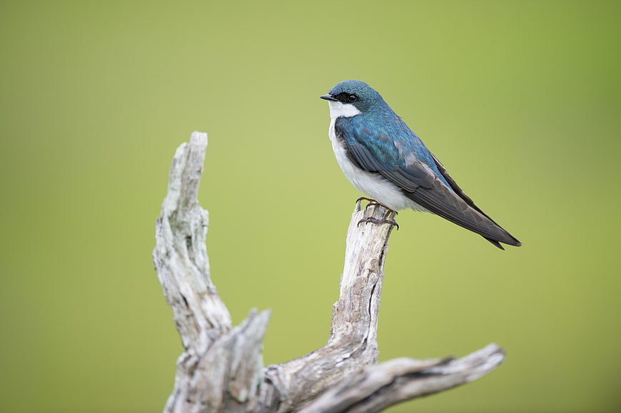 Tree Swallow perched on weathered branch with green background