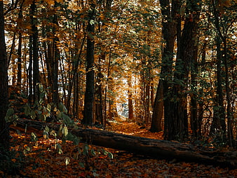 Sunlit Autumn Forest Path with Golden Foliage