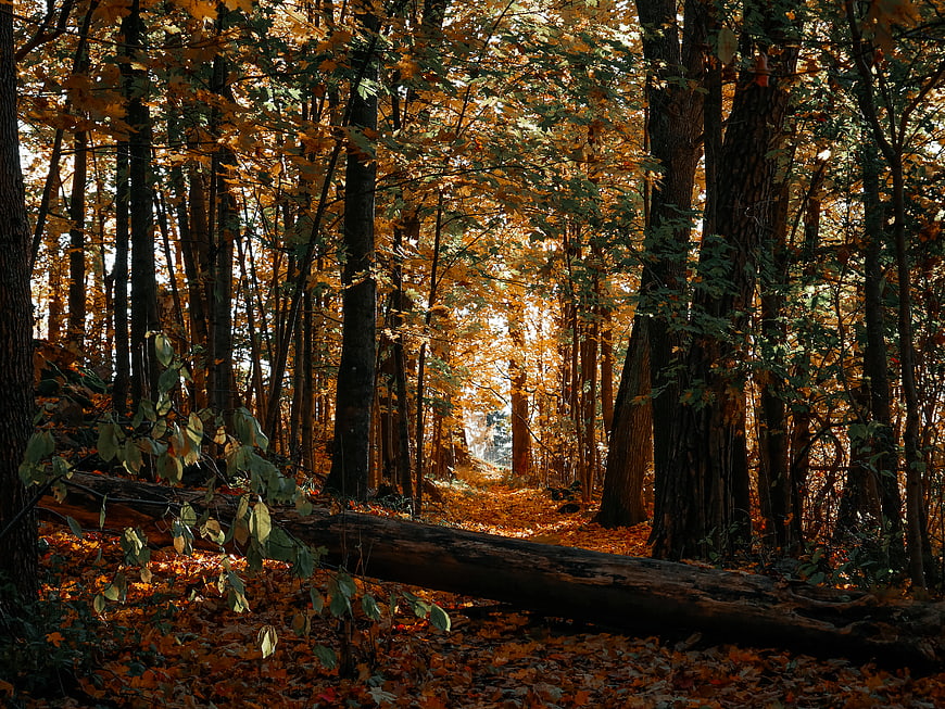 Sunlit Autumn Forest Path with Golden Foliage