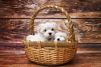 Two white Maltese puppies resting in a wicker basket