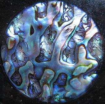Close-up of iridescent abalone shell texture