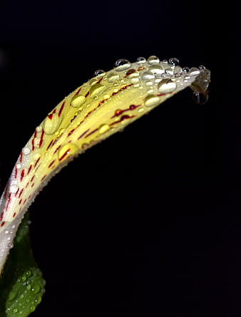 Close-up of yellow flower petal with water droplets on black background