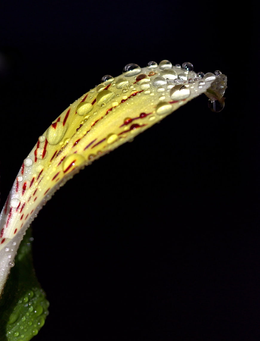 Close-up of yellow flower petal with water droplets on black background