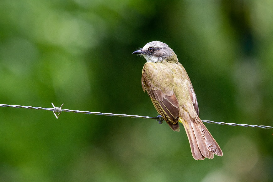 Small bird perched on barbed wire fence against green bokeh background