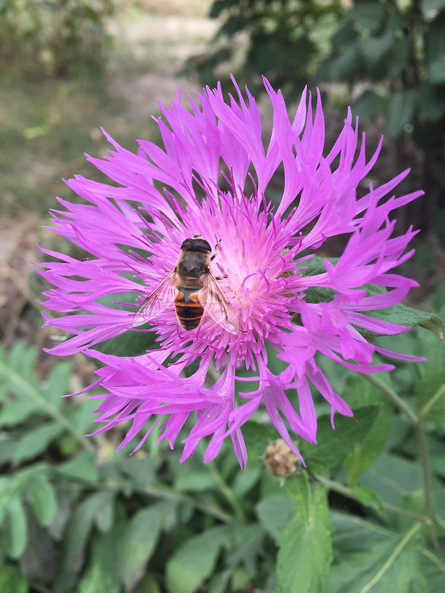 Hoverfly on vibrant purple knapweed flower close-up