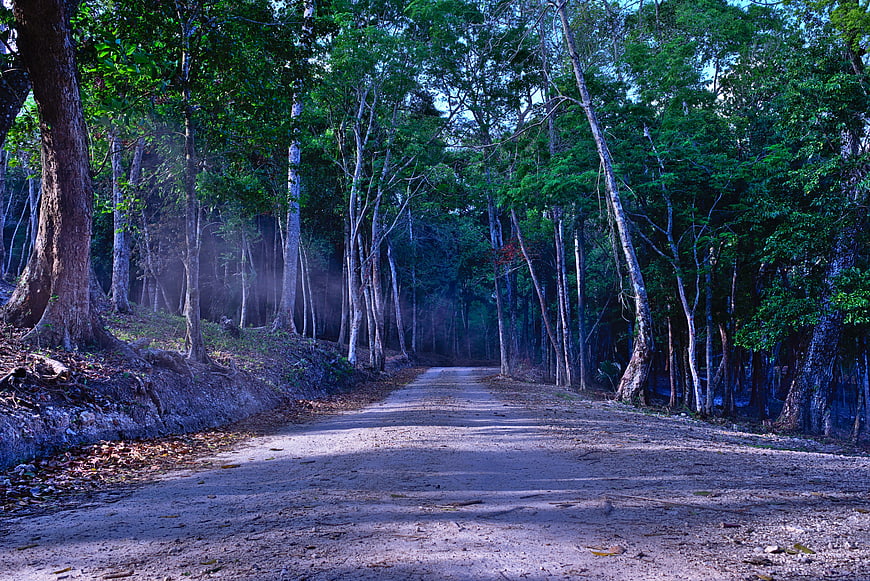 Misty Forest Path With Tall Trees And Blue Tint