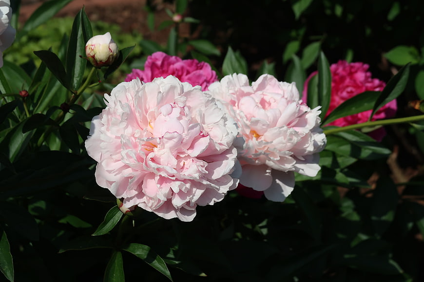 Pink Peonies in a Garden