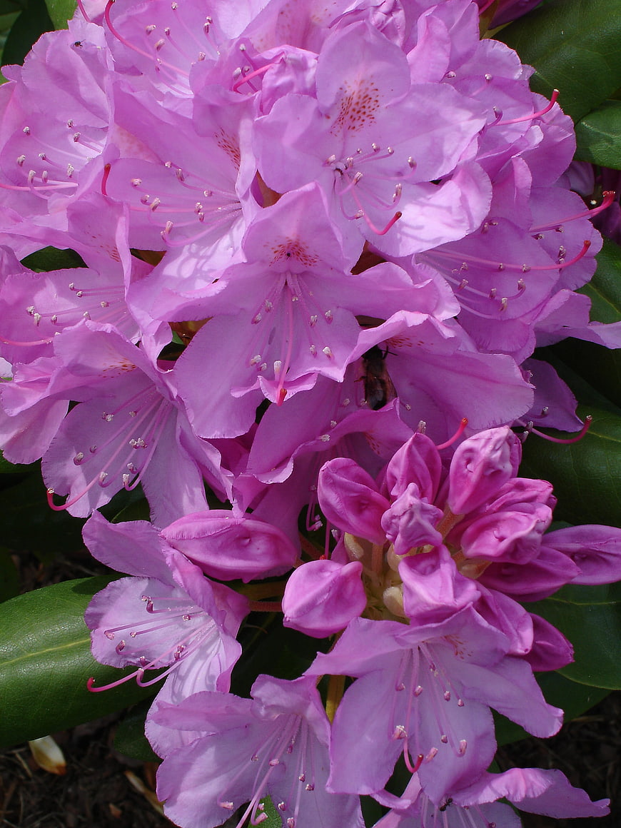 Close-up of vibrant pink rhododendron flowers in bloom