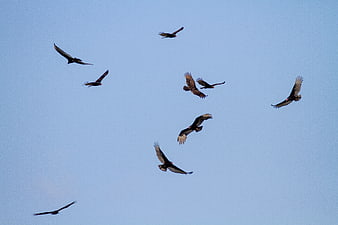 Flock of vultures soaring in blue sky