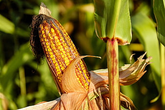Close-up of ripe yellow corn cob in a sunlit field