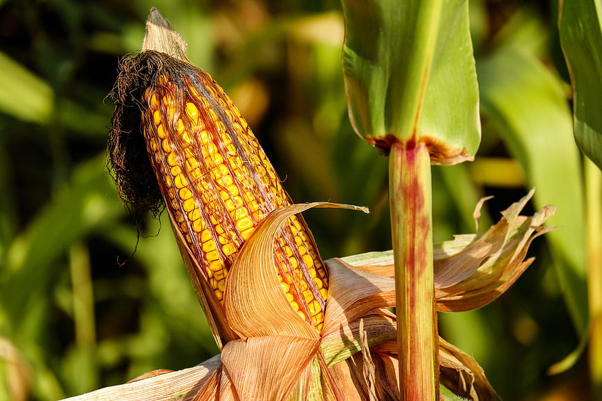 Close-up of ripe yellow corn cob in a sunlit field