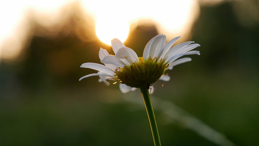 White Daisy Backlit by Golden Hour Sunlight