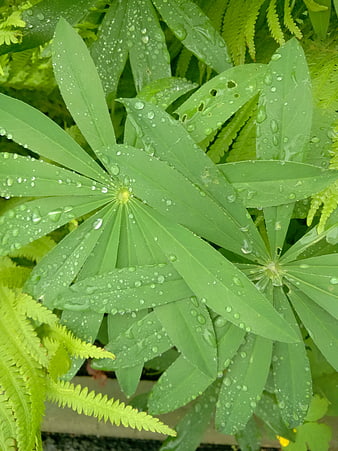 Close-up of Green Leaves with Water Droplets