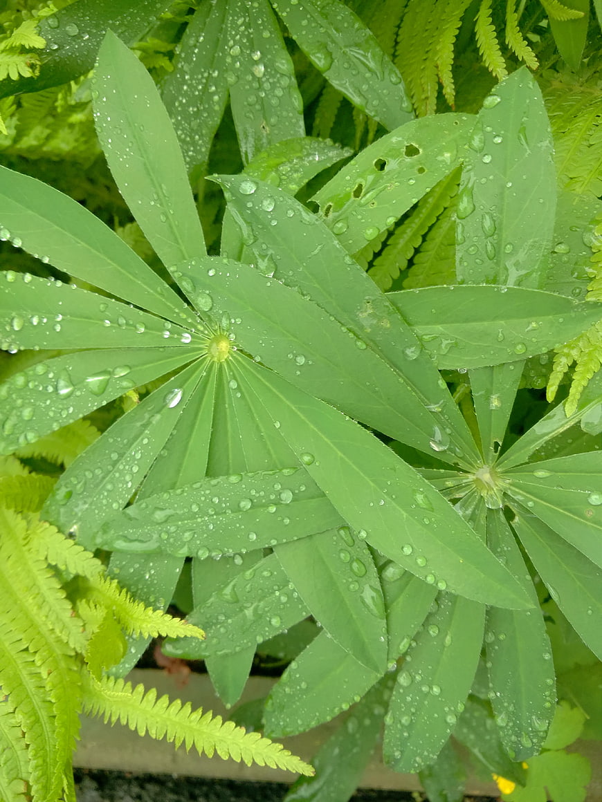 Close-up of Green Leaves with Water Droplets