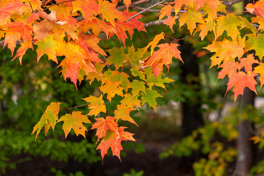 Vibrant Orange and Red Maple Leaves in Autumn