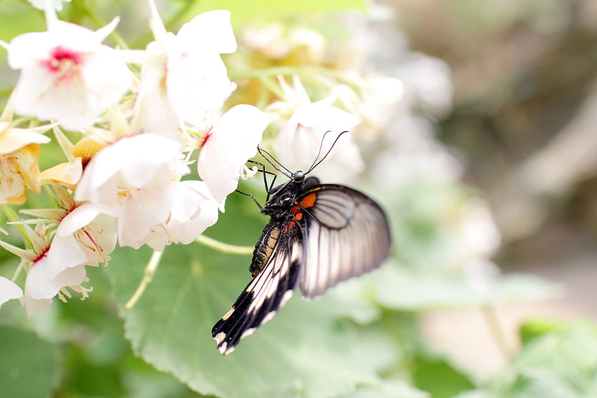 Black and White Butterfly on White Flowers