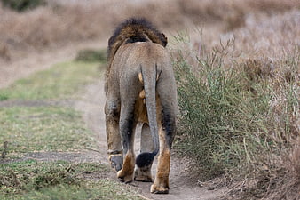 Male Lion Walking Away on African Savanna Trail